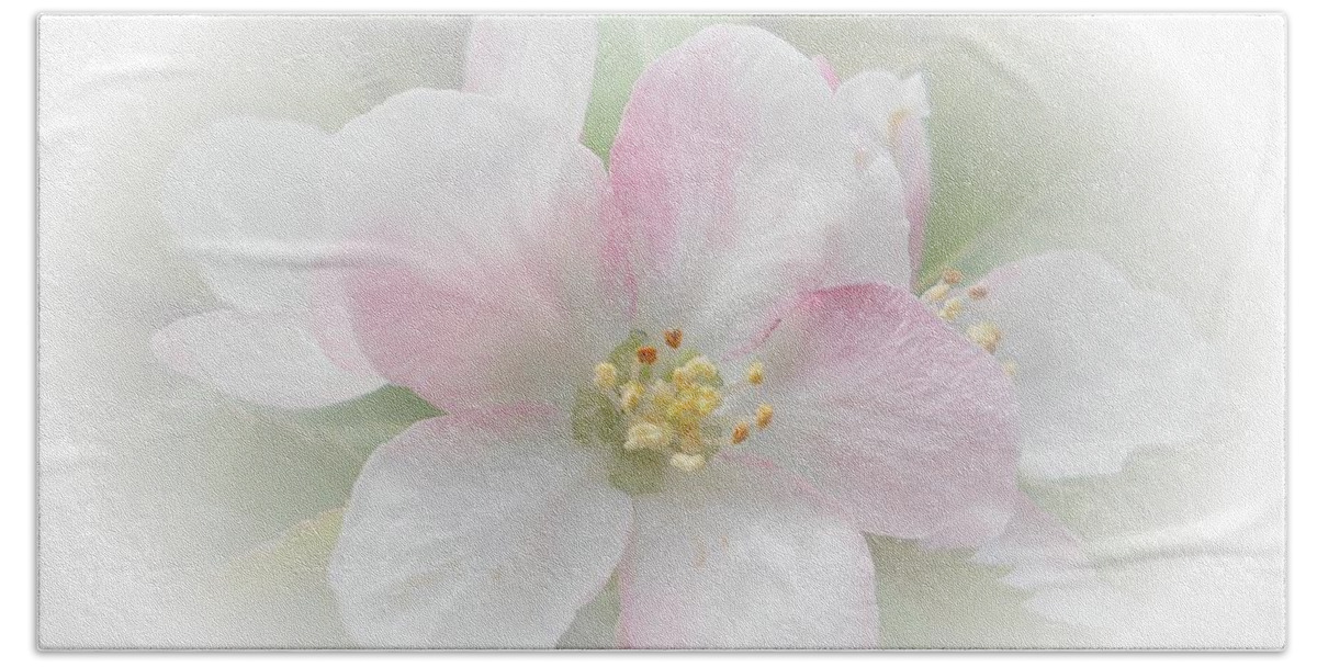 Flower Beach Sheet featuring the photograph Apple Blossom by Judy Hall-Folde