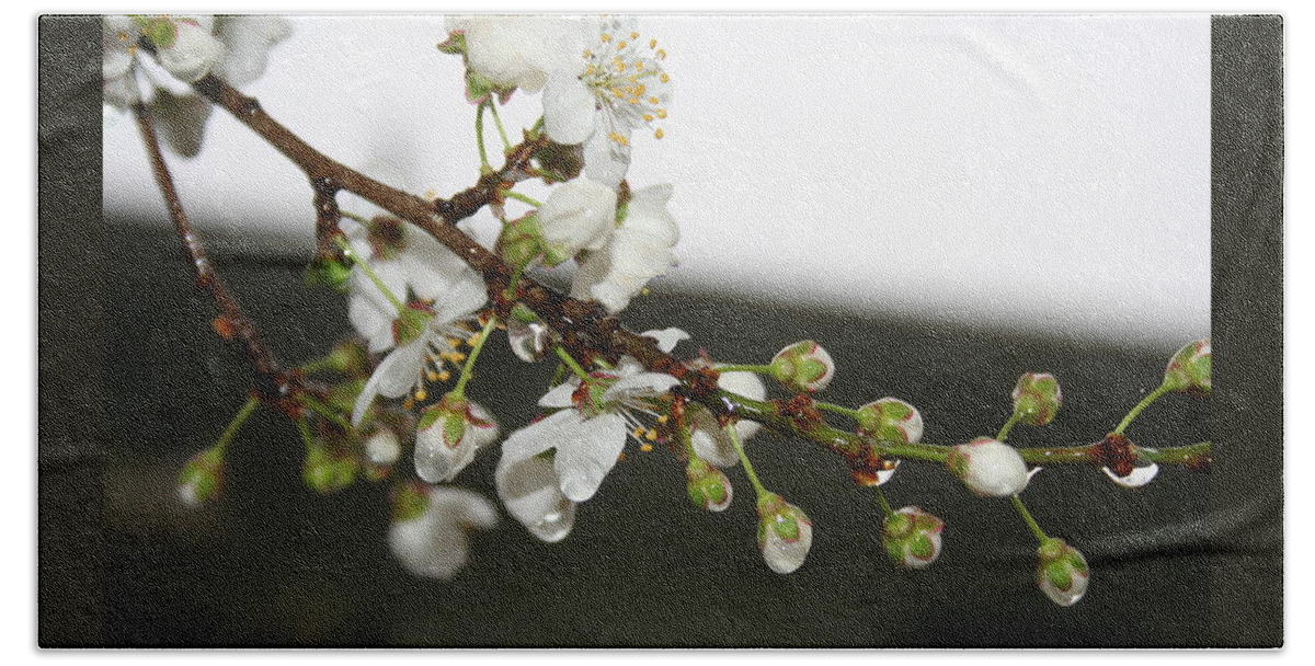 Apple Blossom Beach Towel featuring the photograph Apple Blossom Buds by Valerie Collins