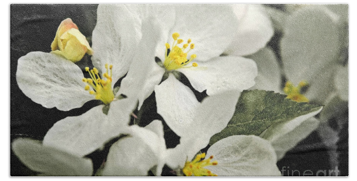Wild Apple Beach Sheet featuring the photograph Apple Blossoms by Alana Ranney