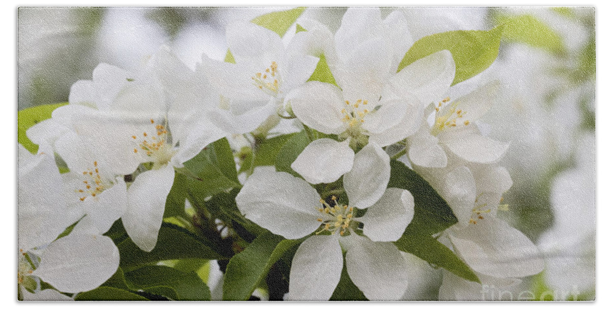 Apple Blossoms Beach Towel featuring the photograph Apple Blossoms by Patty Colabuono