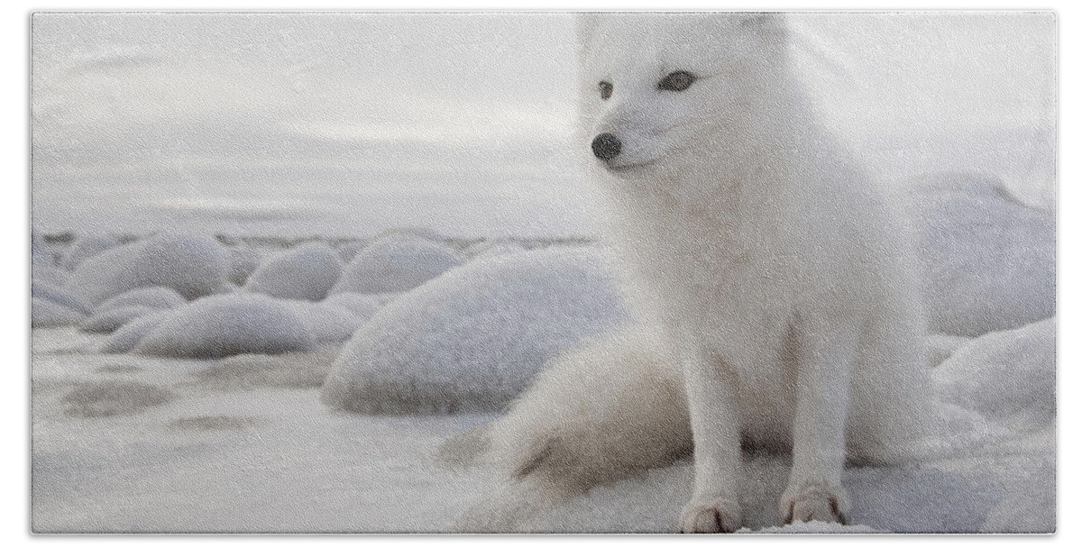 Feb0514 Beach Towel featuring the photograph Arctic Fox On Frozen Tundra Churchill by Matthias Breiter