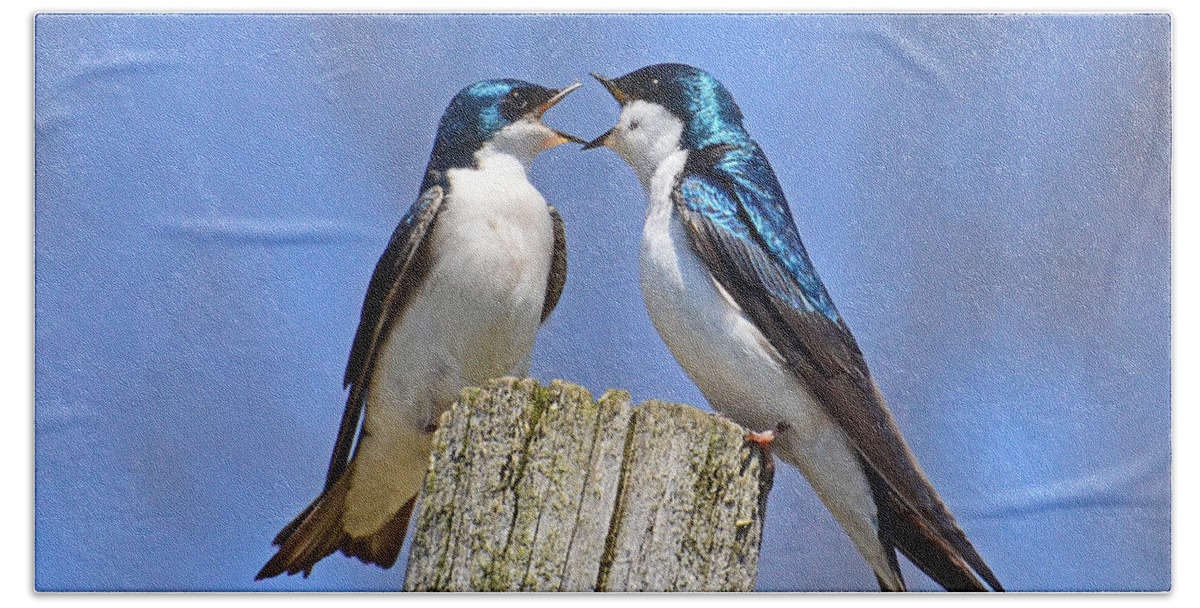 Bird Beach Towel featuring the photograph Argument by Rodney Campbell