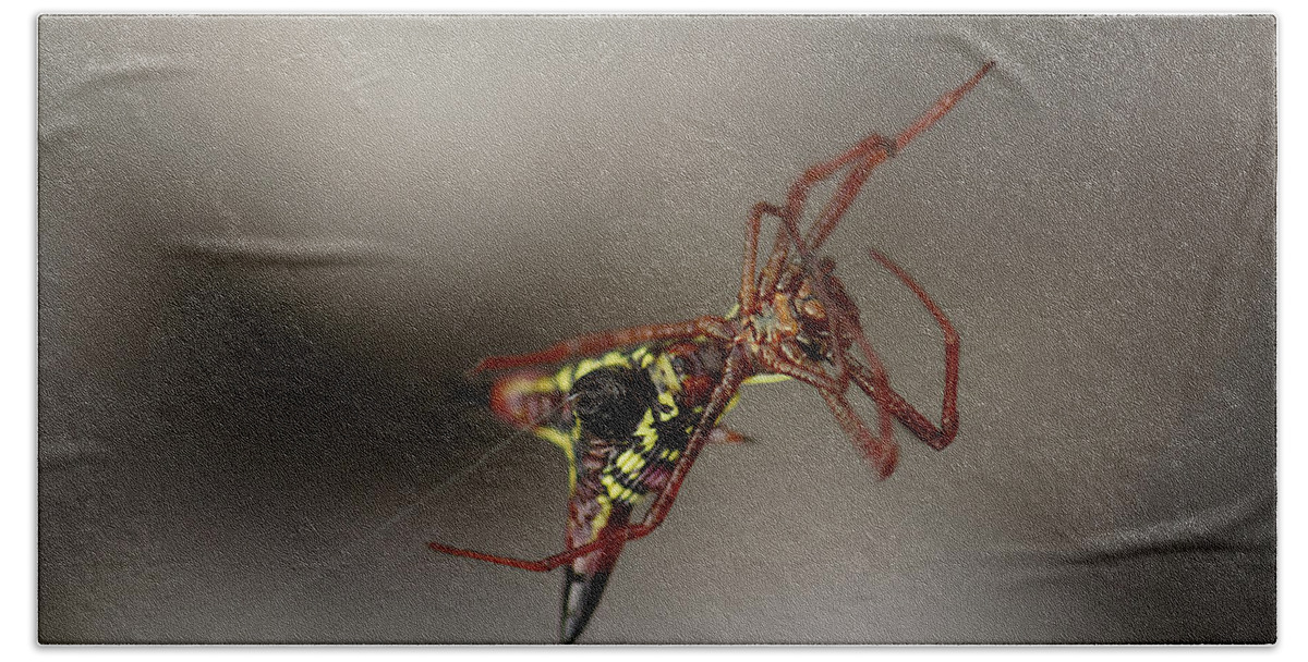 Arrow-shaped Micrathena Spider Starting A Web Beach Towel featuring the photograph Arrow-Shaped Micrathena Spider Starting A Web by Daniel Reed