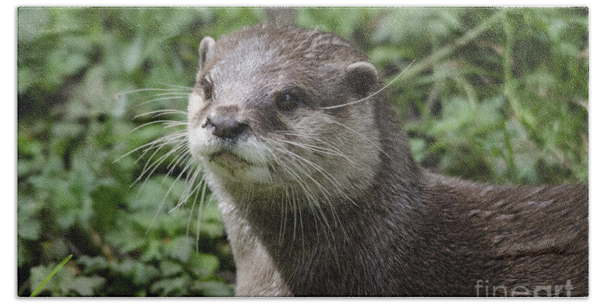 Otter Beach Towel featuring the photograph Asian short clawed otter by Steev Stamford