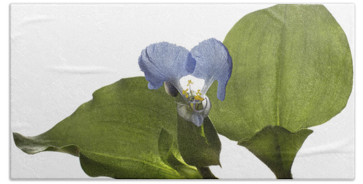 Flower Beach Towel featuring the photograph Asiatic Day Flower by Endre Balogh