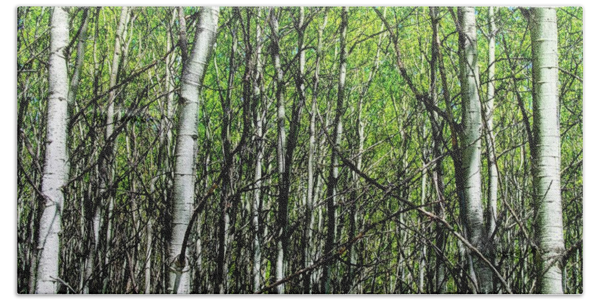 Aspen Beach Towel featuring the photograph Aspen Trees by Anthony Wilkening