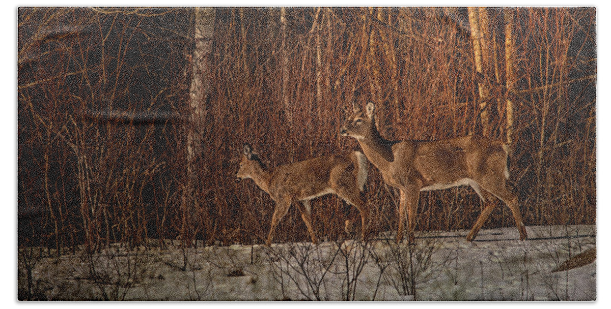 Deer Beach Towel featuring the photograph At the Edge of the Woods by Sue Capuano