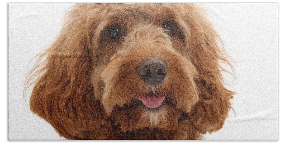 Animals Beach Towel featuring the photograph Australian Labradoodle by Mark Taylor