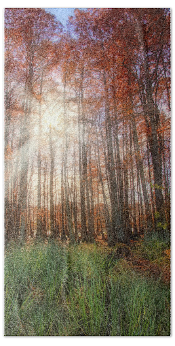 Autumn Beach Towel featuring the photograph Autumn Cypress - Fall - Trees by Jason Politte