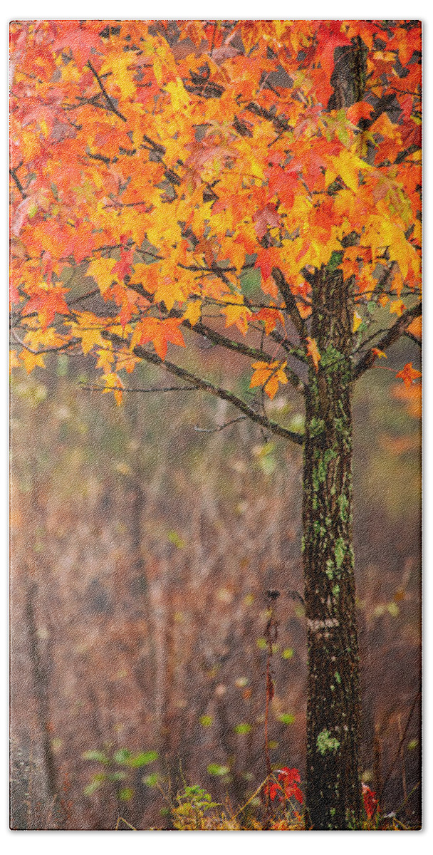 Red Tree Beach Towel featuring the photograph Autumn In Connecticut by Karol Livote