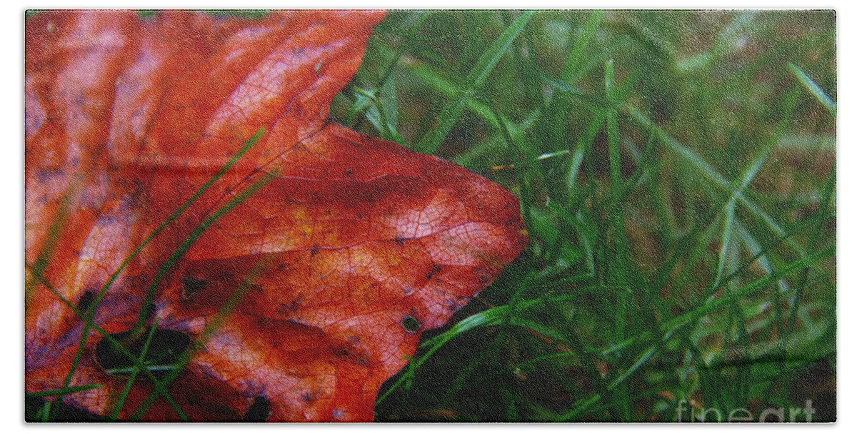 Landscape Beach Sheet featuring the photograph Autumn Leaf by Melissa Petrey