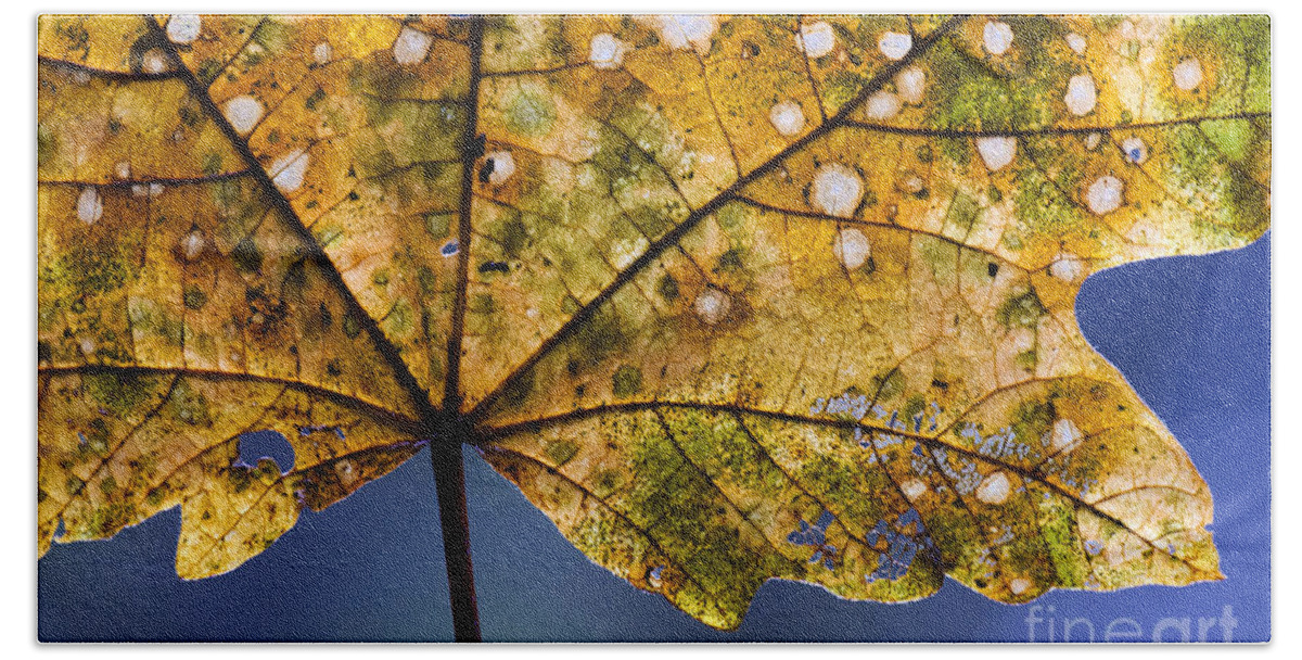 Leaf Beach Towel featuring the photograph Autumn Leaves 3 by Bob Christopher