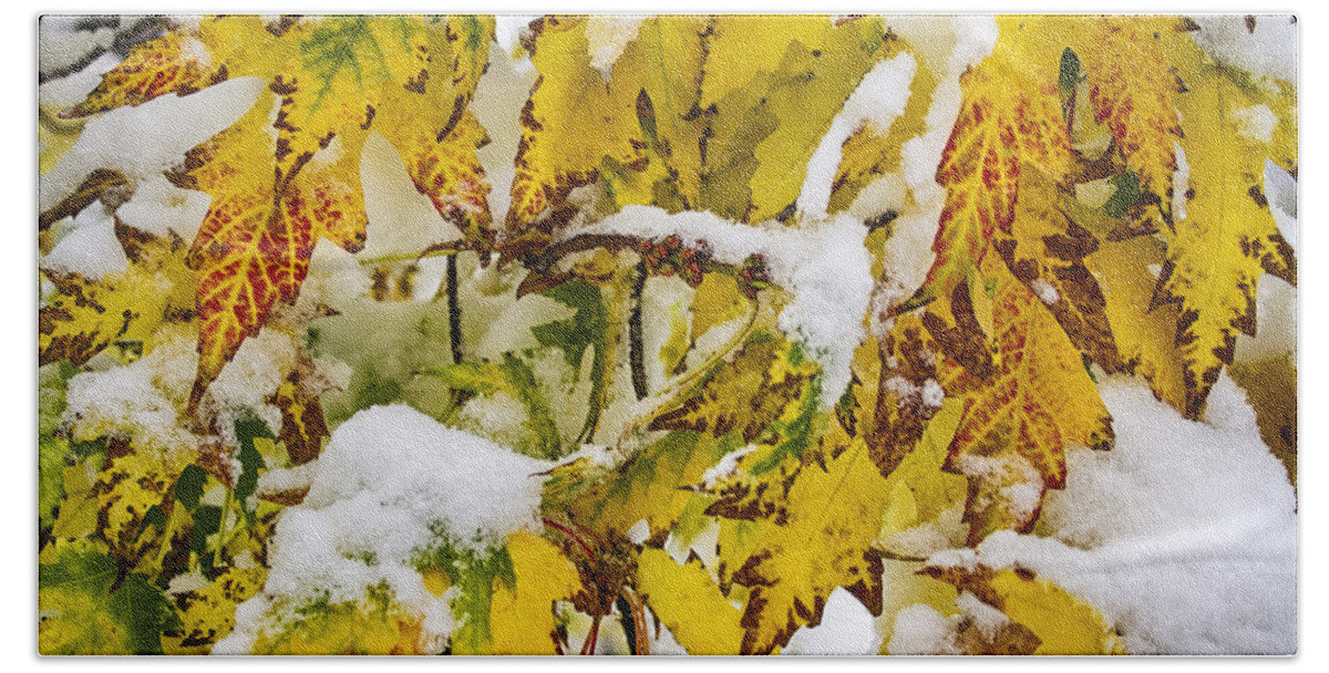 Tree Beach Towel featuring the photograph Autumn Maple Leaves in The Snow by James BO Insogna