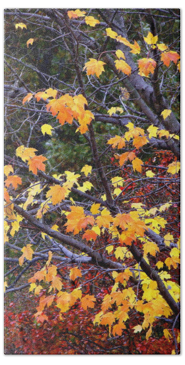 Trees Beach Sheet featuring the photograph Autumn Moods 20 by Rodney Lee Williams