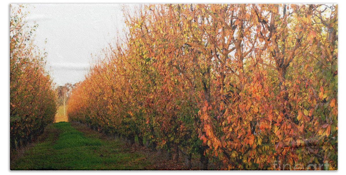 Autumn Beach Towel featuring the photograph Autumn Orchard by Rick Piper Photography