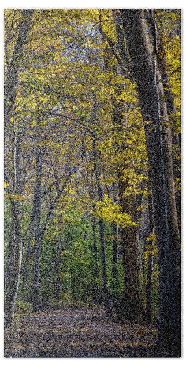 Fall Beach Towel featuring the photograph Autumn Trees Alley by Sebastian Musial