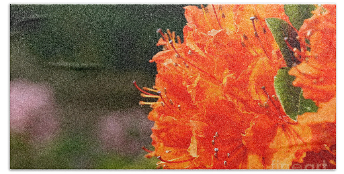 Flower Beach Towel featuring the photograph Azalea Profile by Susan Herber