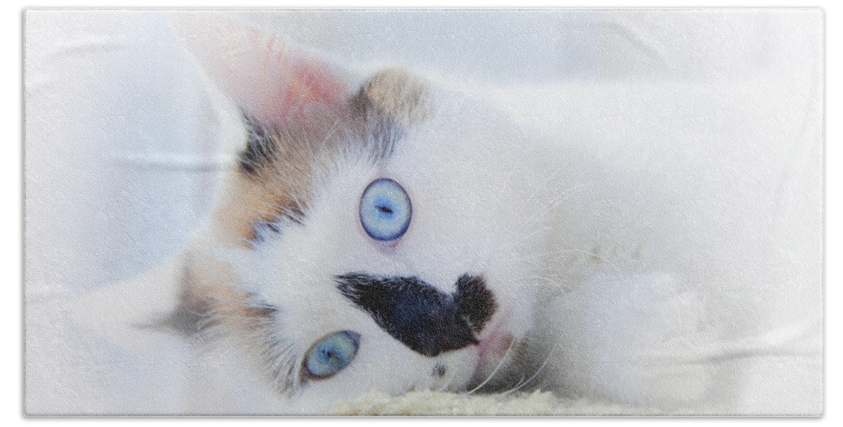 Kitten Beach Towel featuring the photograph Baby Blue Eyes by Theresa Tahara