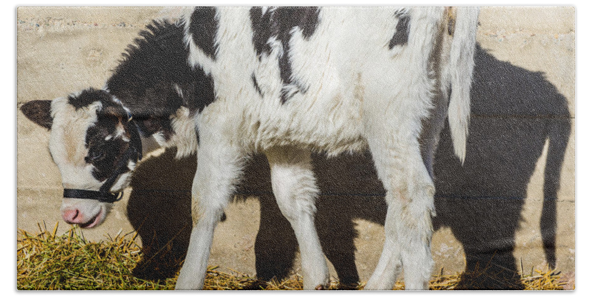 Calf Beach Sheet featuring the photograph Baby Cow Eats Lunch in the Sun by Gary Whitton