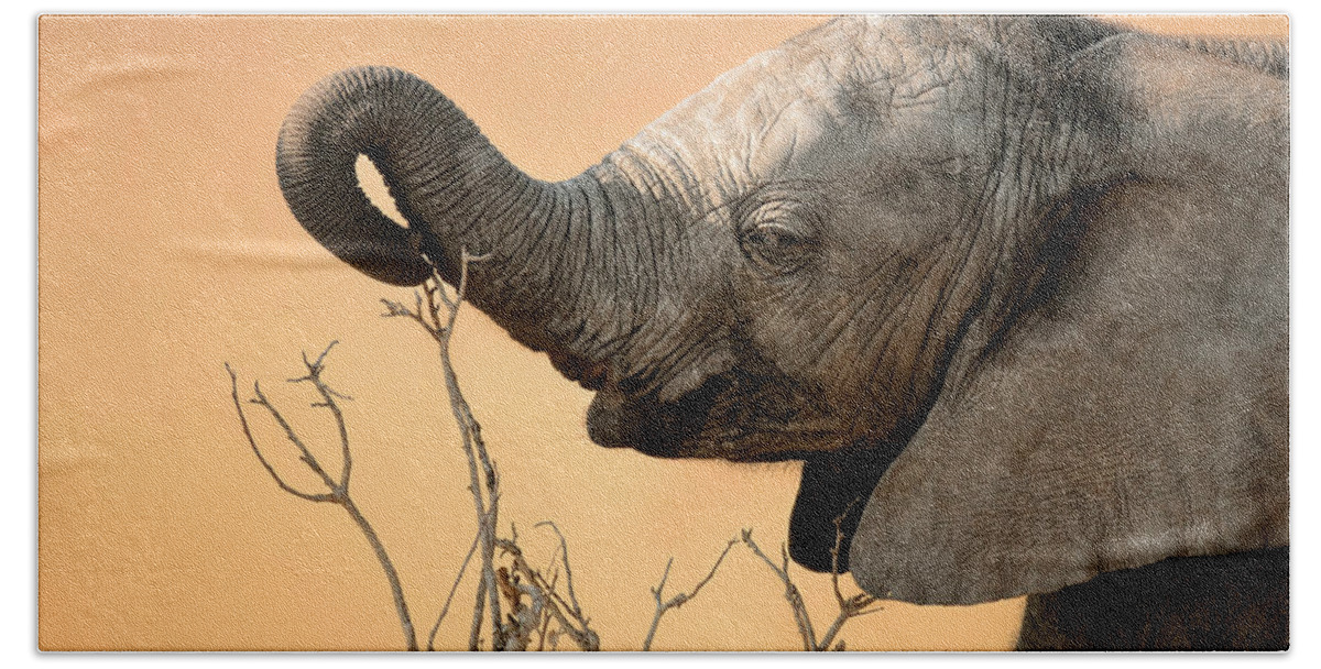 Elephant Beach Towel featuring the photograph Baby elephant reaching for branch by Johan Swanepoel