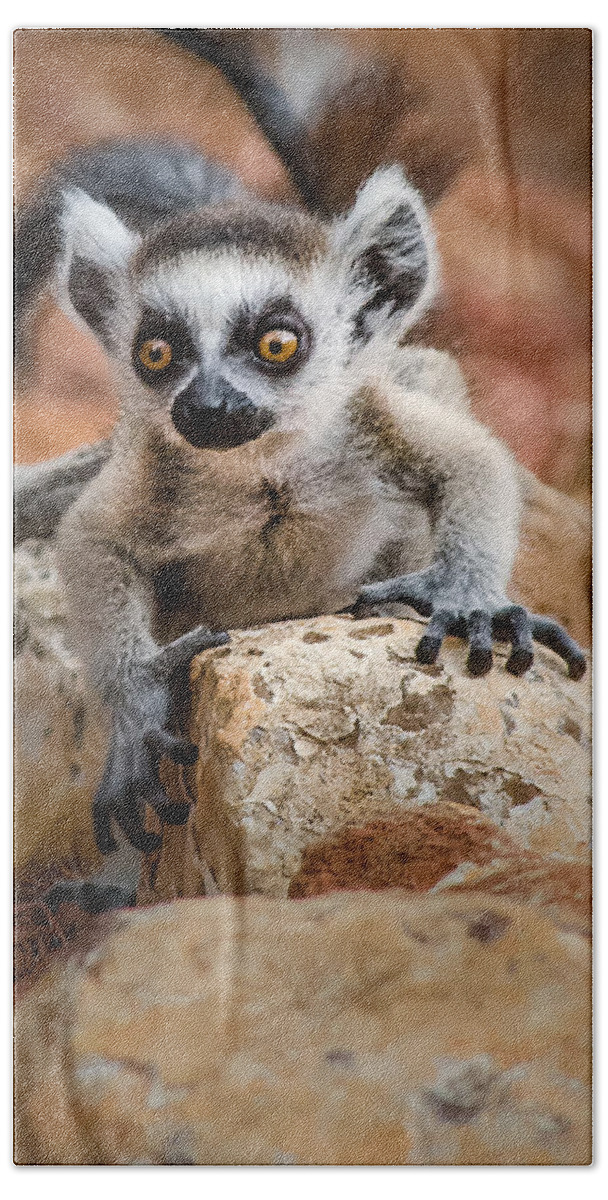 Lemur Beach Towel featuring the photograph Baby Ringtail Lemur by Linda Villers