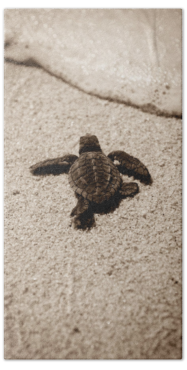 Baby Loggerhead Beach Towel featuring the photograph Baby Sea Turtle by Sebastian Musial