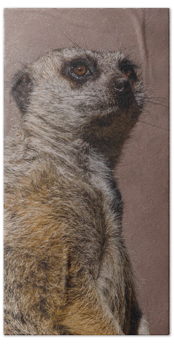 Meerkat Beach Towel featuring the photograph Bad Whisker Day by Ernest Echols