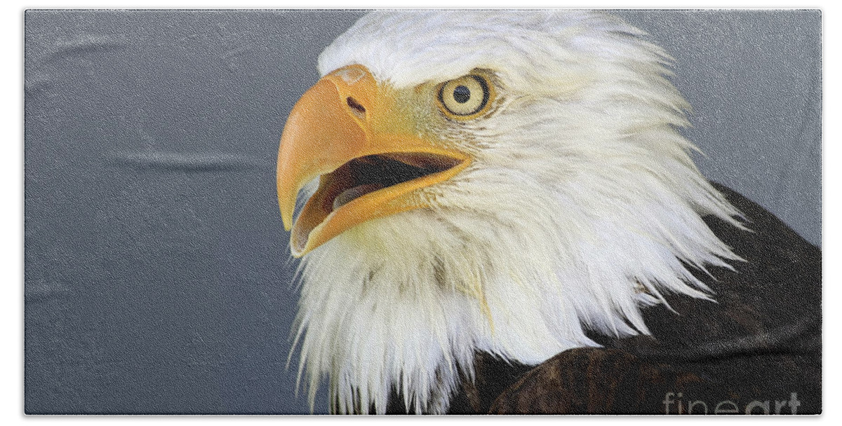Animal Beach Towel featuring the photograph Bald Eagle 2 by Teresa Zieba