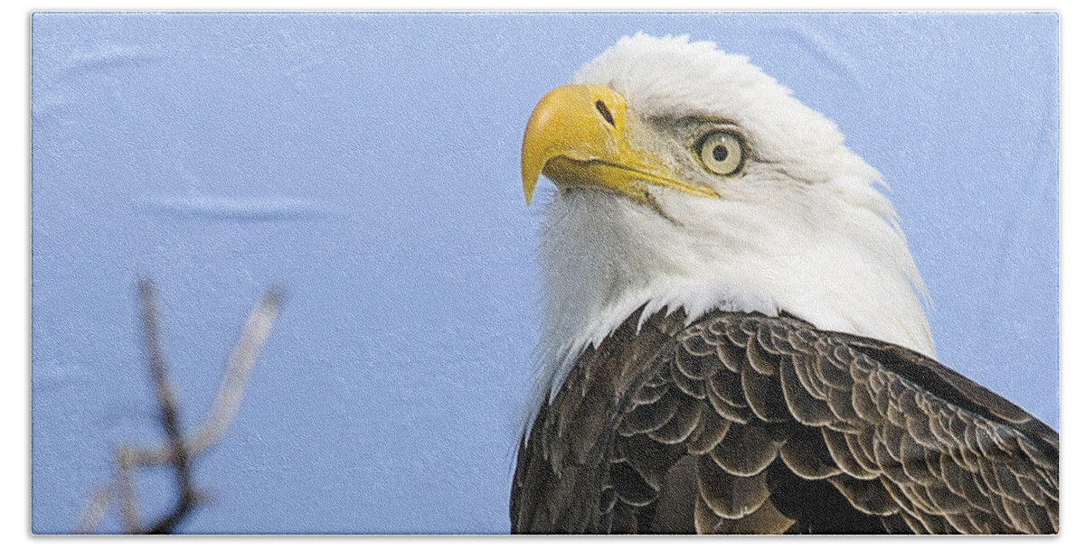Bald Eagle Beach Towel featuring the photograph Bald Eagle Close Up by John Vose
