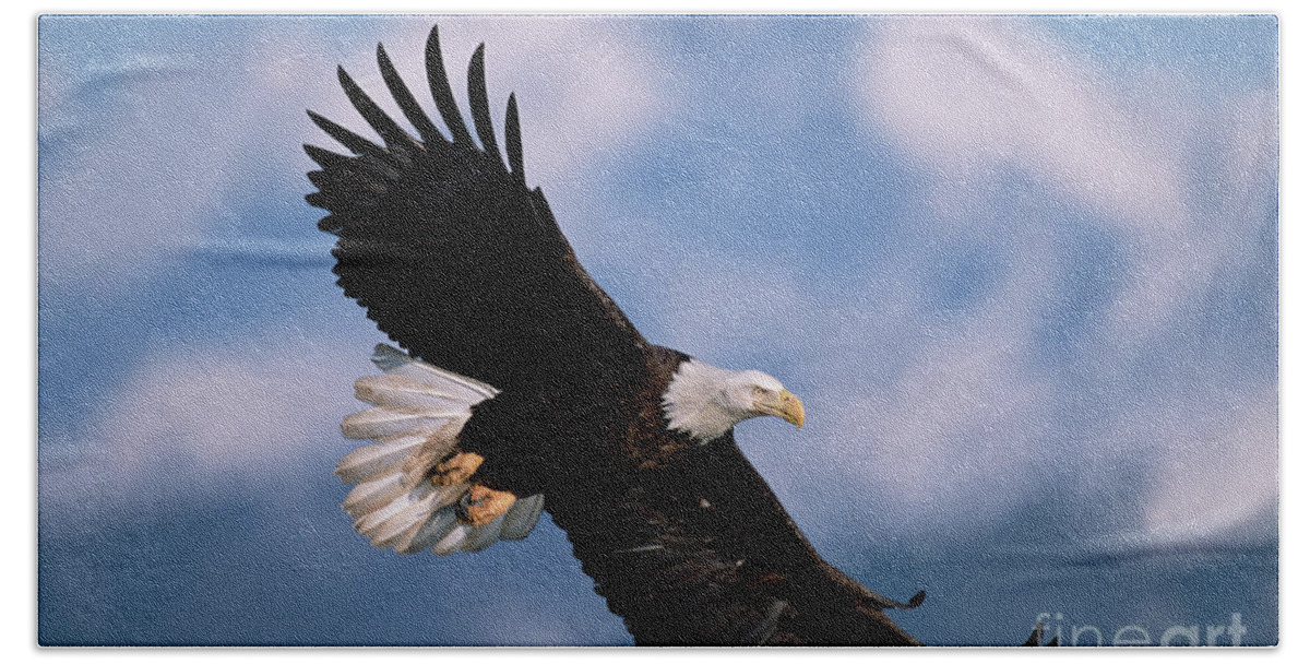 00343849 Beach Towel featuring the photograph Bald Eagle Flying, Kachemak Bay by Yva Momatiuk John Eastcott