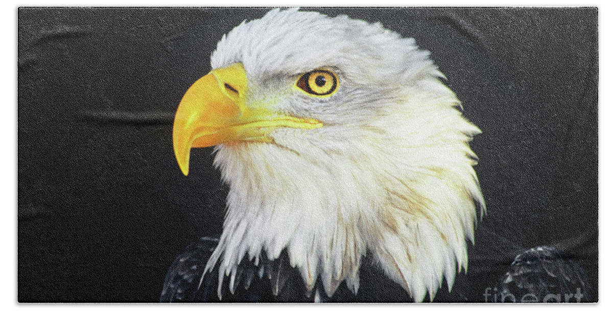 Bald Eagle Beach Towel featuring the photograph Bald Eagle Hailaeetus Leucocephalus Wildlife Rescue by Dave Welling