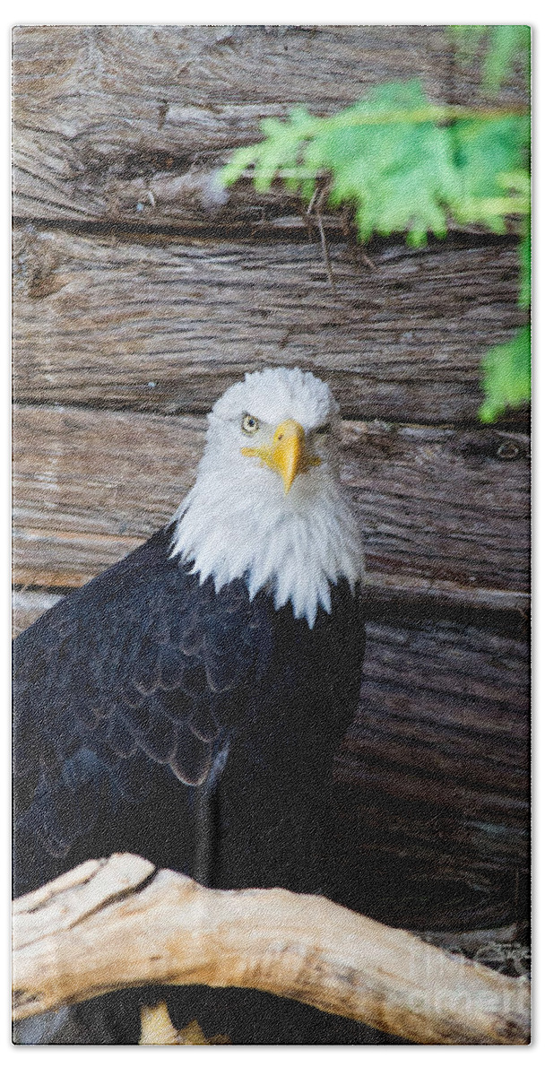 United States Of America Beach Sheet featuring the photograph Bald Eagle by Ms Judi