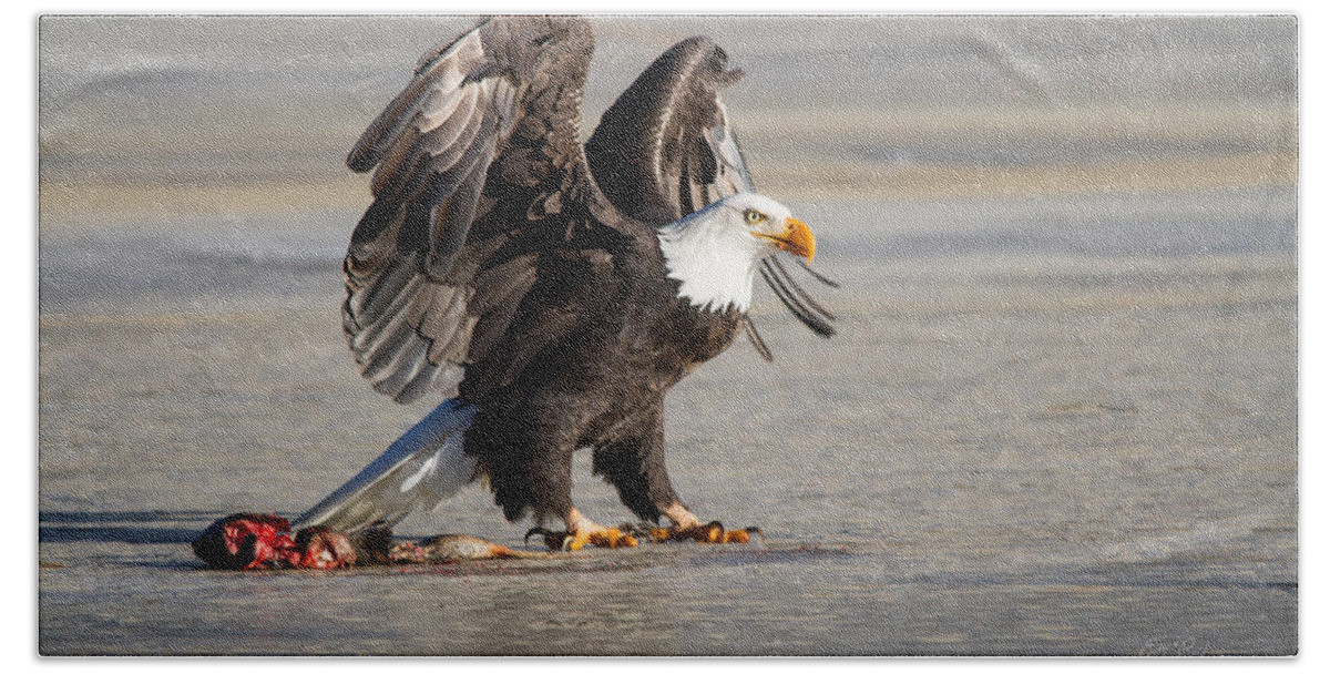 Bald Beach Towel featuring the photograph Bald eagle protecting his food by Eti Reid