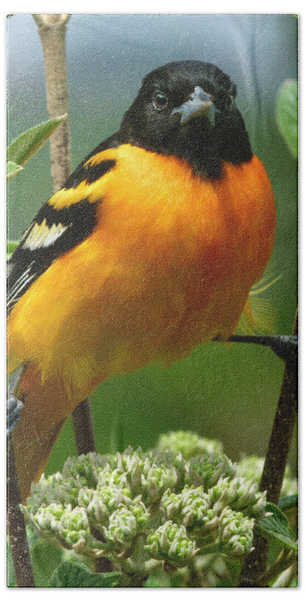 Oriole Beach Towel featuring the photograph Baltimore Oriole by Bruce Morrison