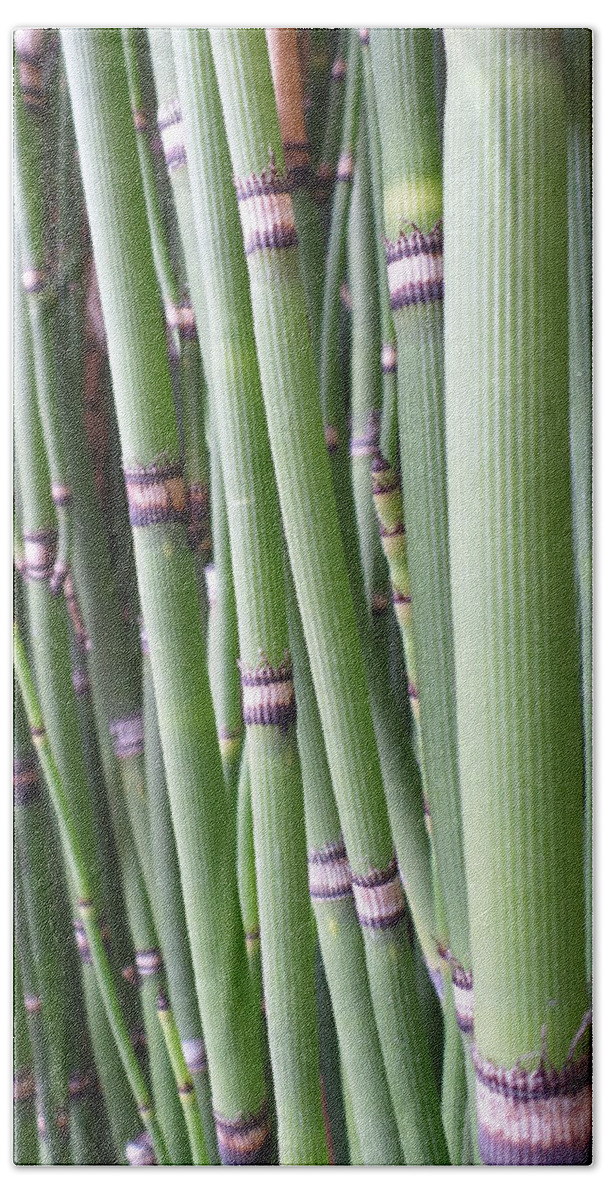 Bamboo Beach Towel featuring the photograph Bamboo by HEVi FineArt