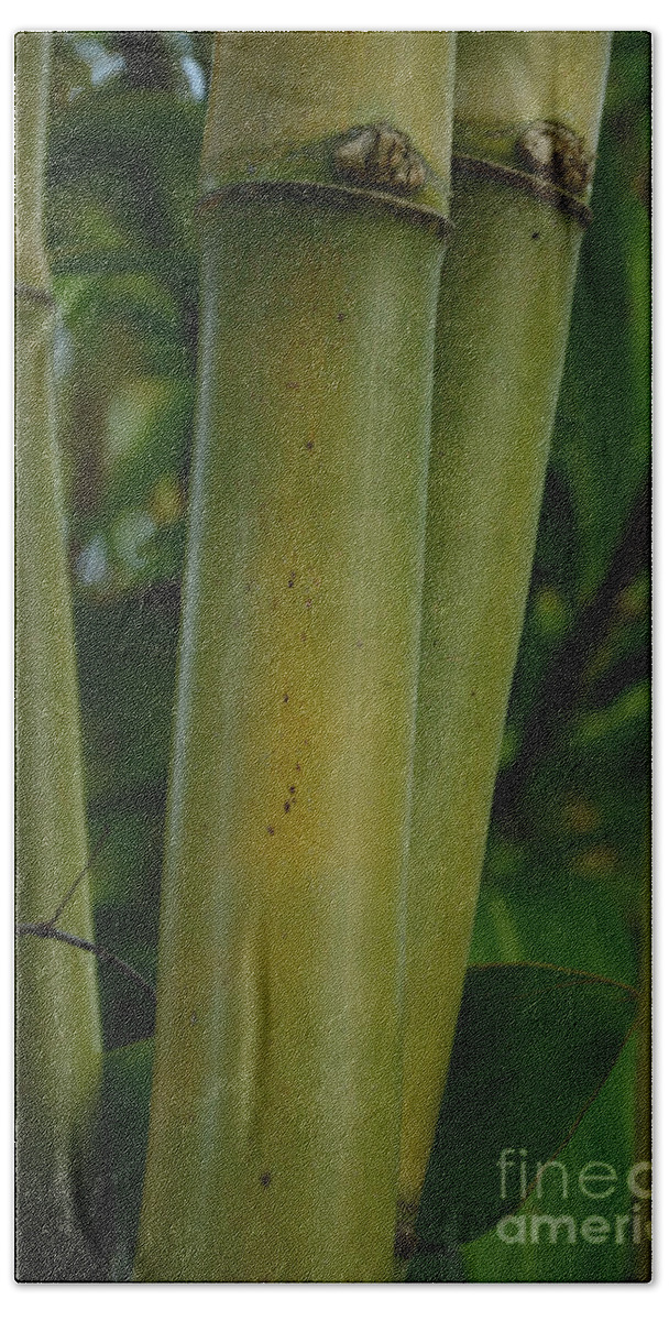 Bamboo Beach Sheet featuring the photograph Bamboo II by Robert Meanor