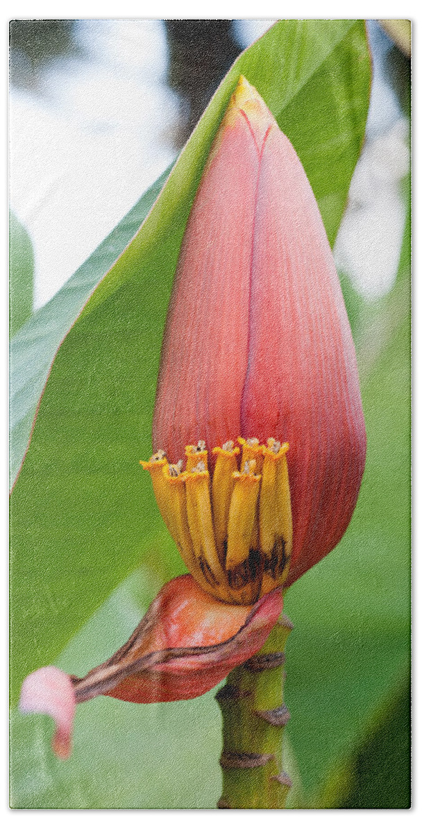 Hawaii Beach Sheet featuring the photograph Banana Flower closeup by Dan McManus