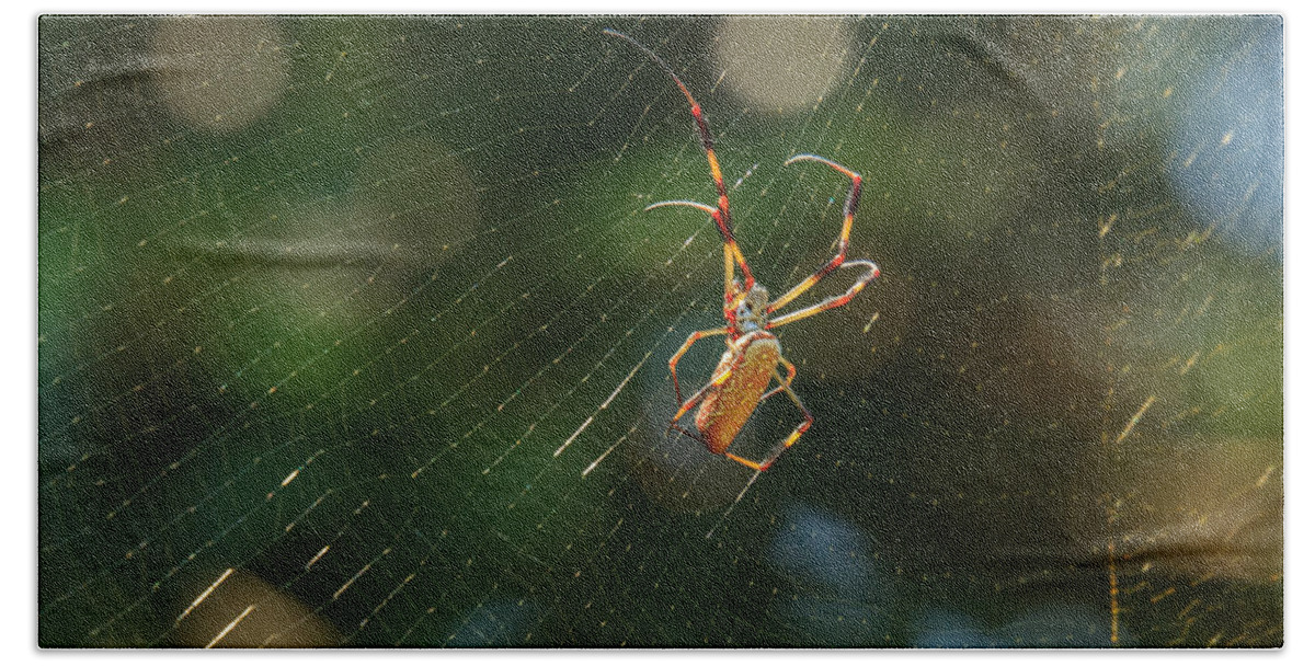 South Carolina Beach Sheet featuring the photograph Banana Spider in Web by Patricia Schaefer