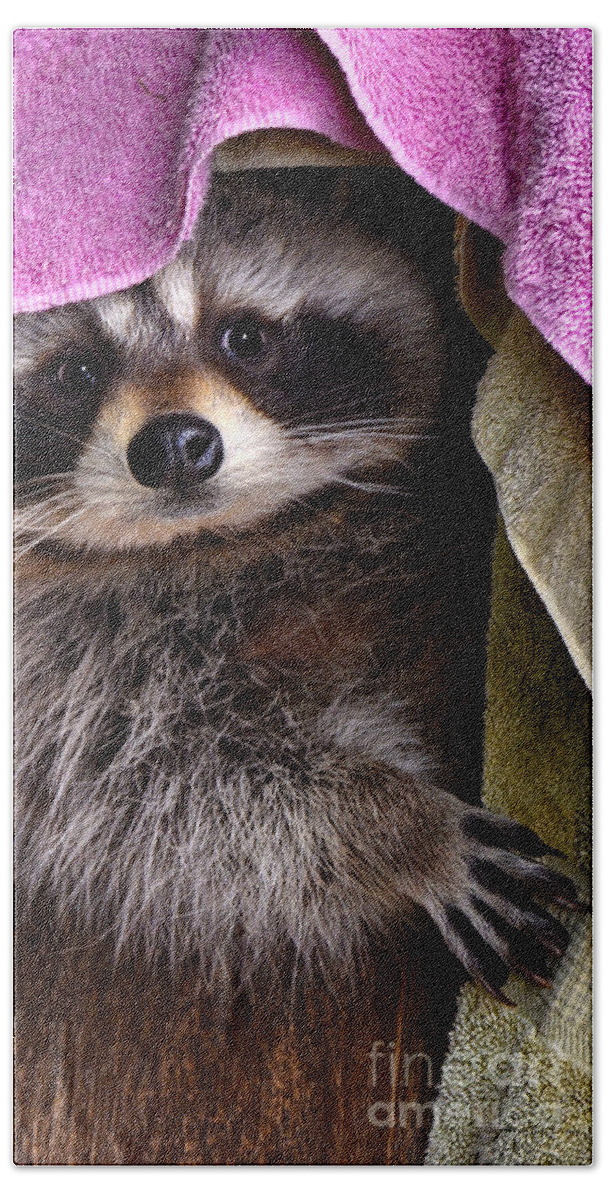 Raccoon Beach Towel featuring the photograph Bandit by Adam Olsen