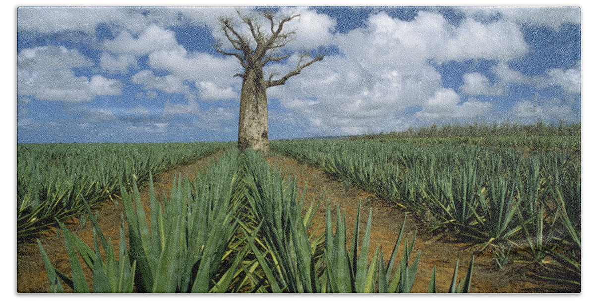 Feb0514 Beach Towel featuring the photograph Baobab Tree In Sisal Plantation by Konrad Wothe