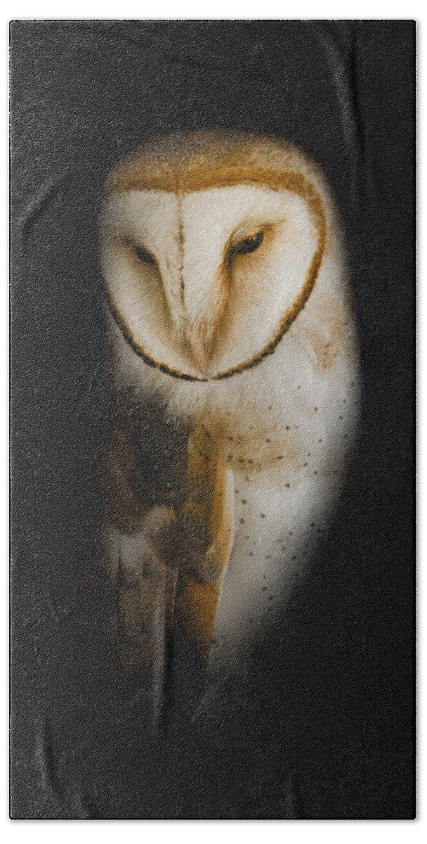 Owl Beach Towel featuring the photograph Barn Owl by Bill Wakeley