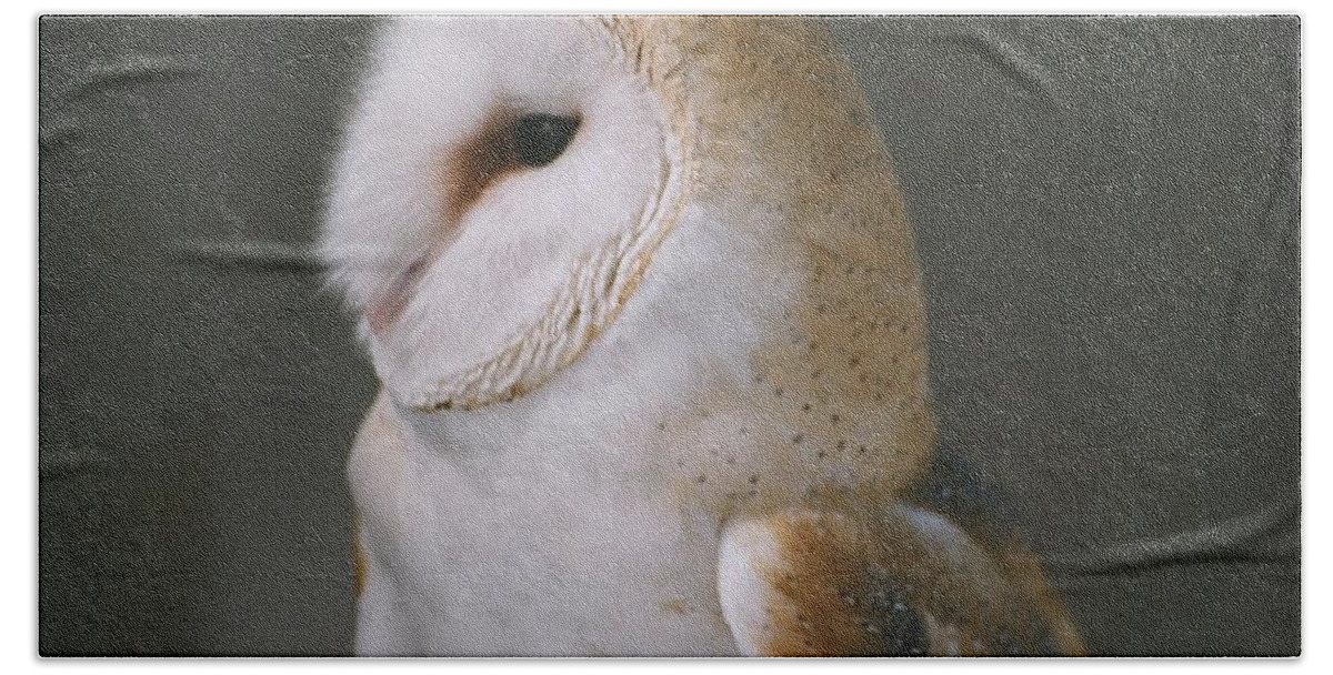 Barn Owl Beach Towel featuring the photograph Barn Owl by David Porteus