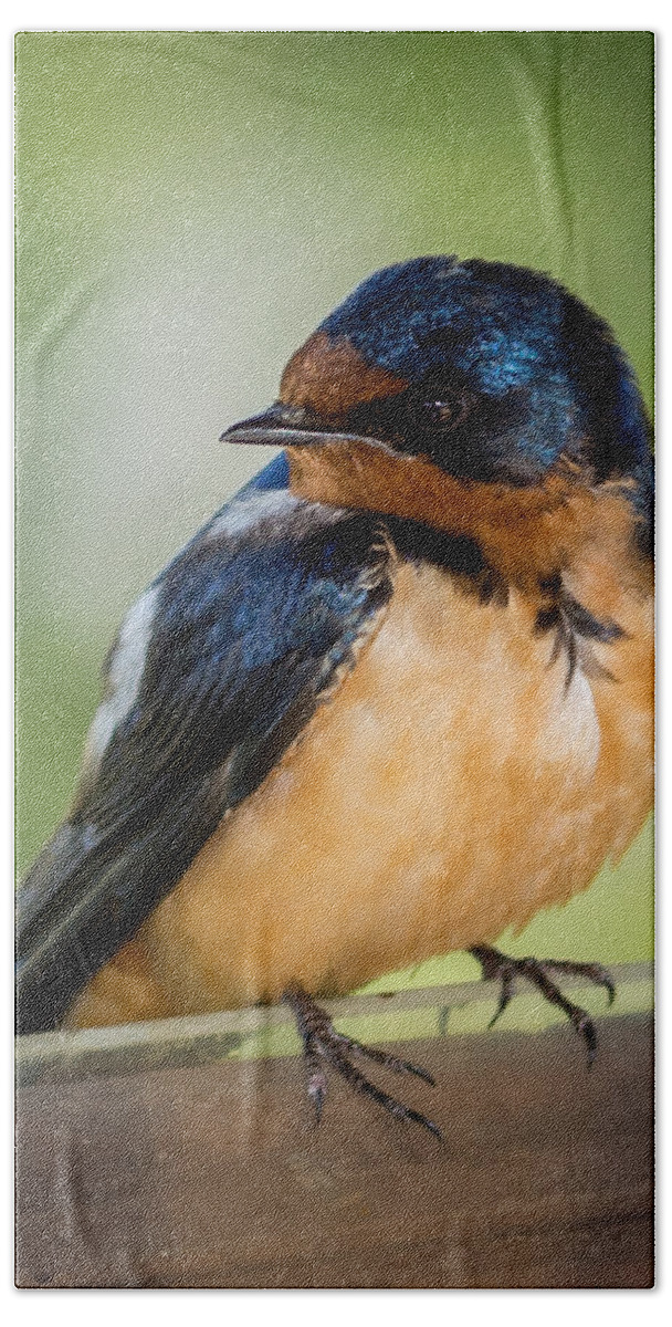 Barn Swallows Beach Towel featuring the photograph Barn Swallow by Ernest Echols