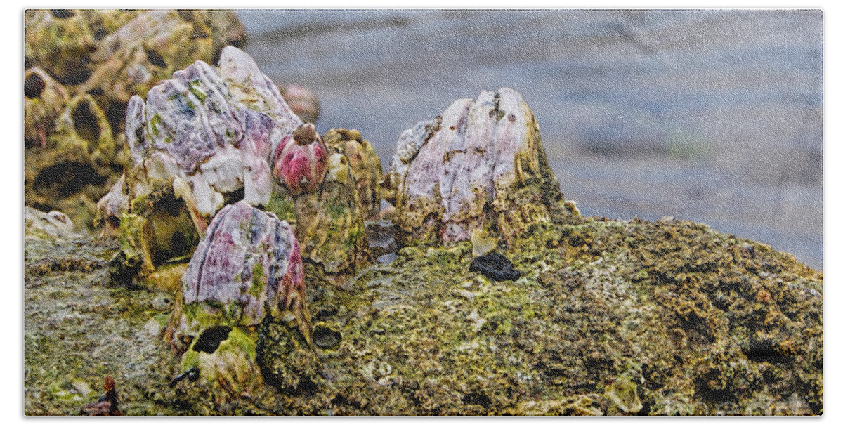 Barnacle Beach Towel featuring the photograph Barnacles by Olga Hamilton