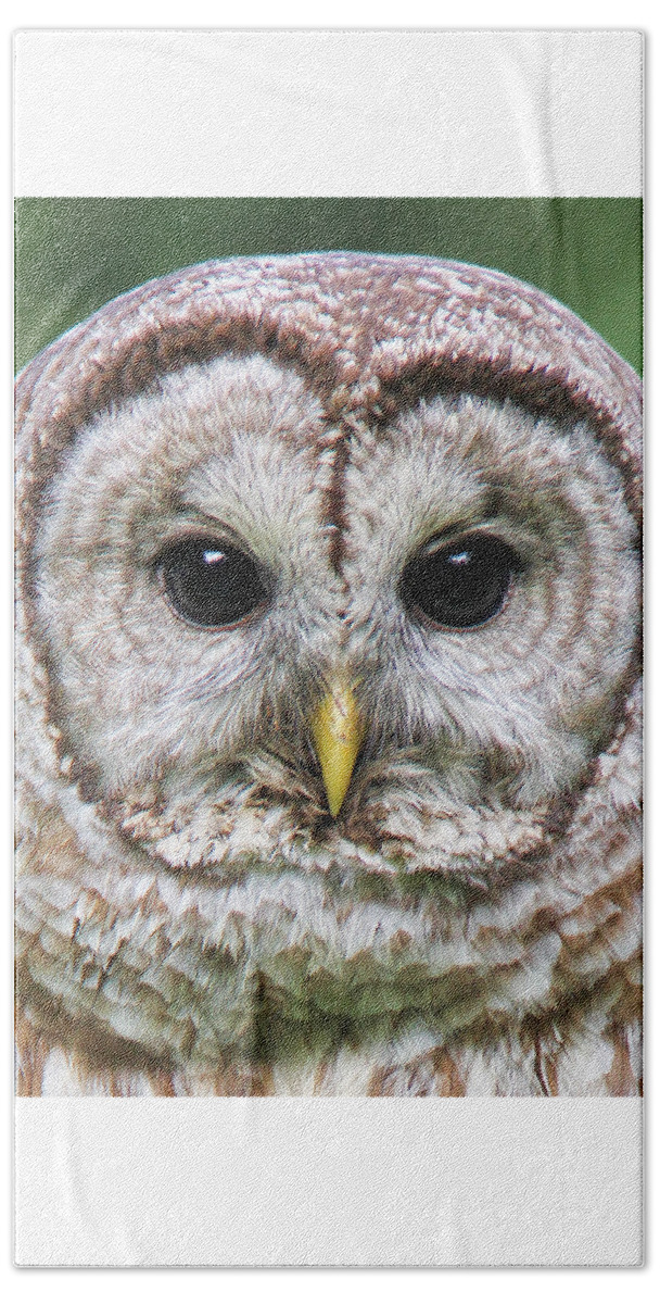 Owl Beach Towel featuring the photograph Barred Owl Portrait by Jennie Marie Schell