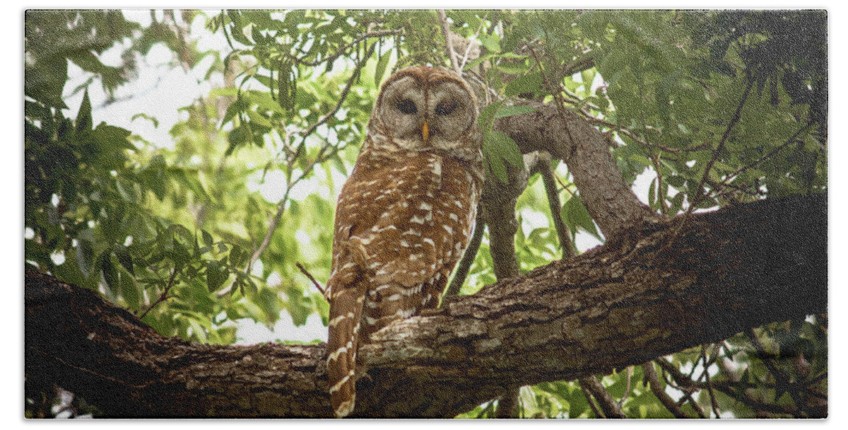 Barred Beach Towel featuring the photograph Barred Owl Under Canopy by Robert Frederick