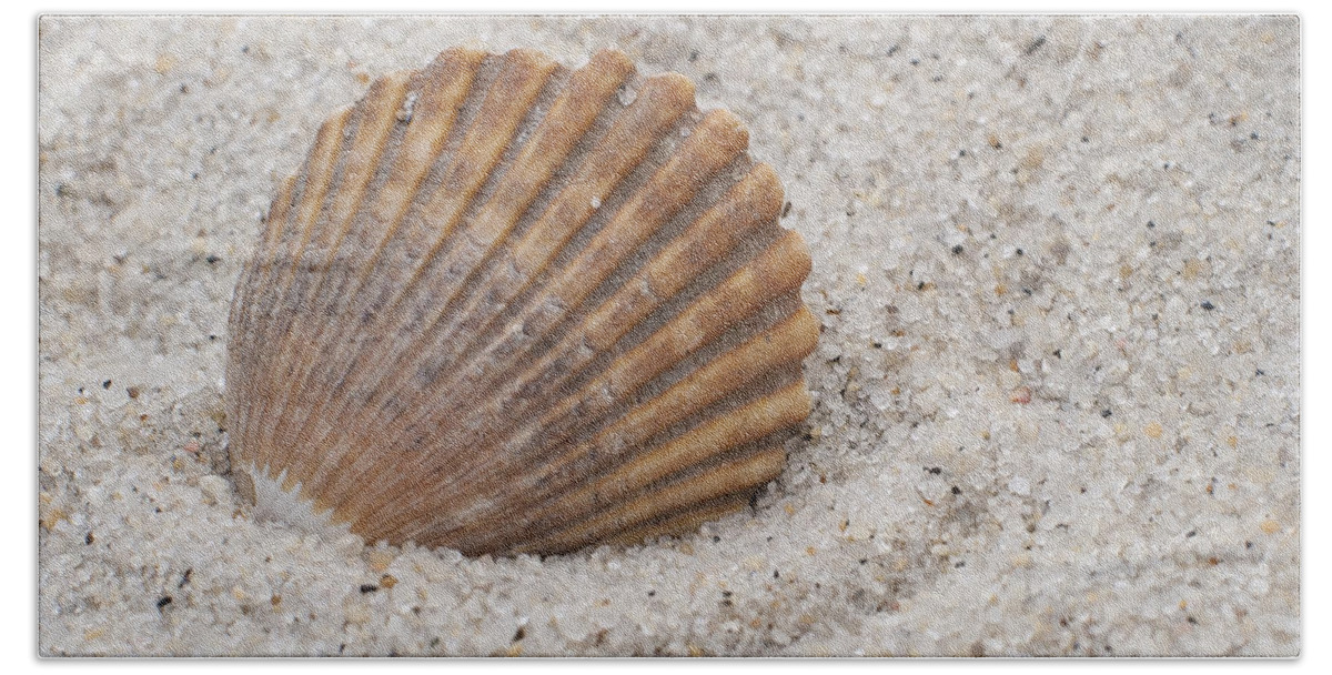 Beach Seashell Beach Towel featuring the photograph Beach Seashell by Terry DeLuco
