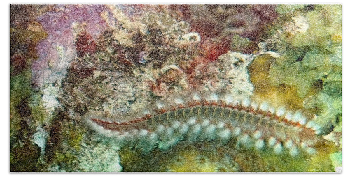 Nature Beach Towel featuring the photograph Bearded Fireworm on Rainbow Coral by Amy McDaniel