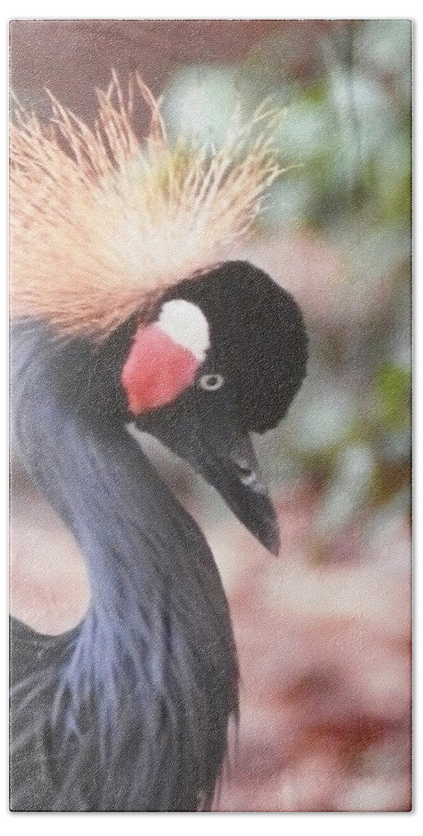 Black Crown Crane Beautiful Head Shot With The White And Red Markings Standing Out. What A Beautiful Creation From God. Beach Towel featuring the photograph Beautiful Black Crown Crane by Belinda Lee