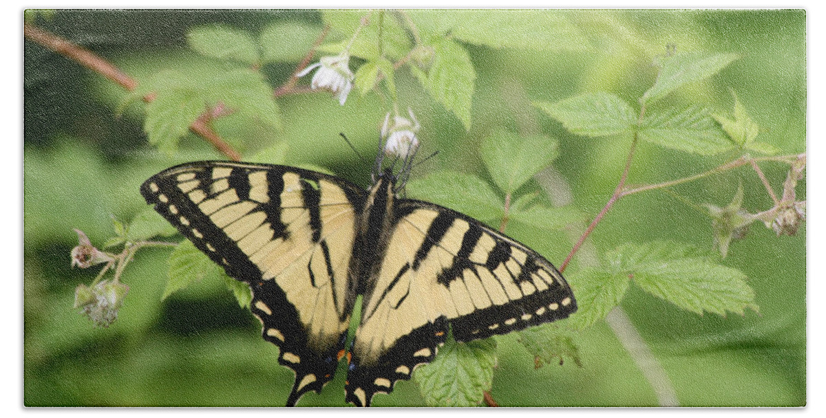 Yellow Beach Towel featuring the photograph Beautiful Butterfly by Lynne McQueen
